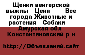 Щенки венгерской выжлы › Цена ­ 1 - Все города Животные и растения » Собаки   . Амурская обл.,Константиновский р-н